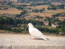 summer and fall 2010 476