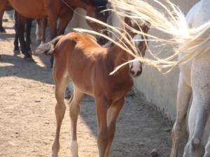 Foal, Matera, Italy www.eileenslovak.com