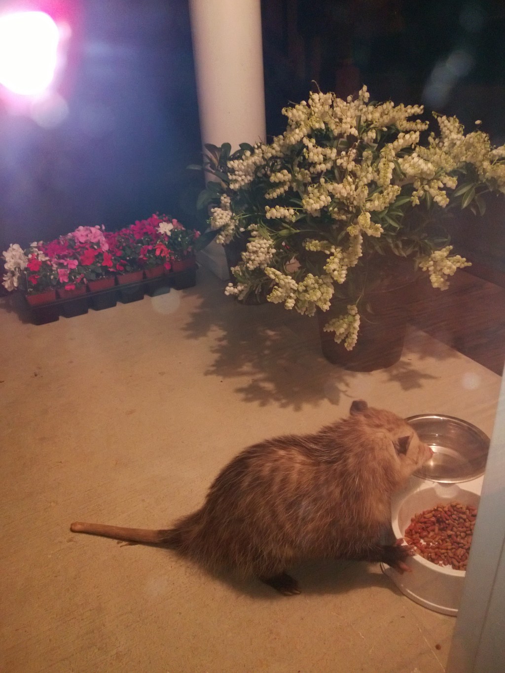 That’s Not the&nbsp;Cat!