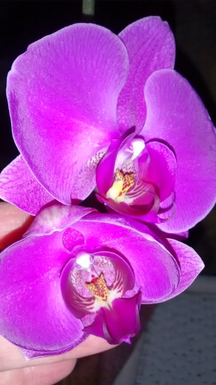 My 1st Orchid