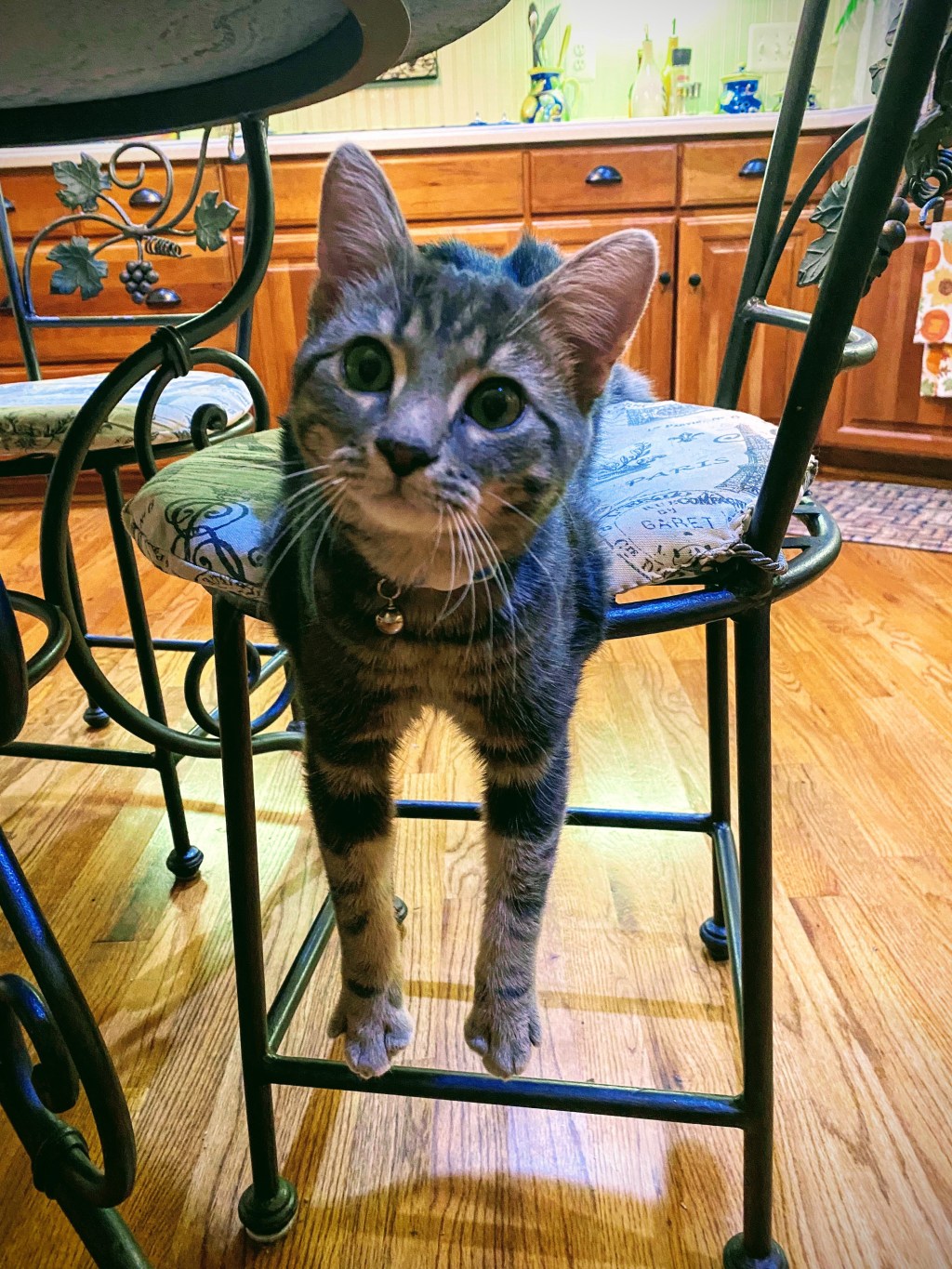 Loki’s Feeling Low