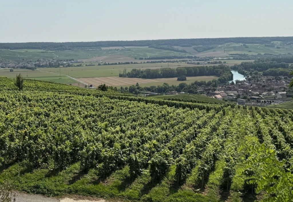 A Rose Among the&nbsp;Vines